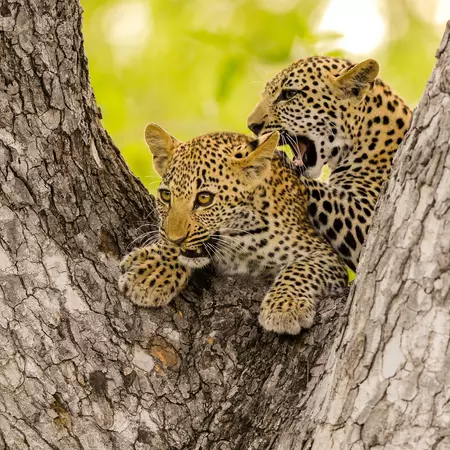 Leopards Sabi Sands Game Reserve