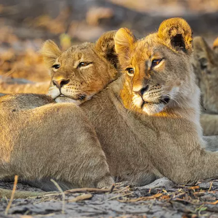 Lion Clubs in the Serengeti