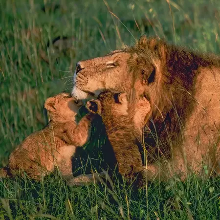 Masai Mara