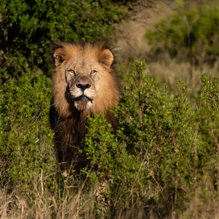 Lion, Kariega