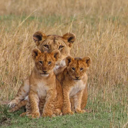 Lioness And Cubs