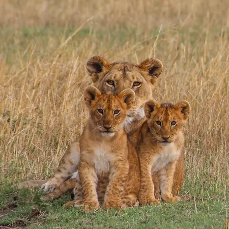 Lioness And Cubs