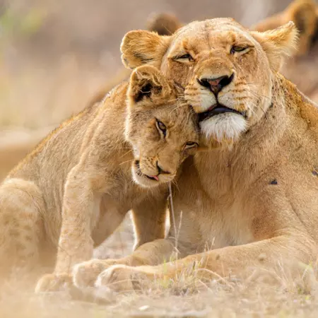 A lioness and her cub, Kruger National Park