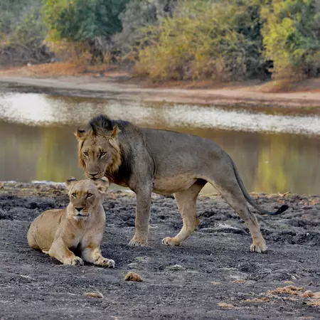 Lions in Lower Zambezi National Park