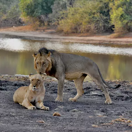 Zambia