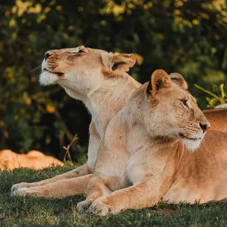 Lions, Ol Pejeta Conservancy