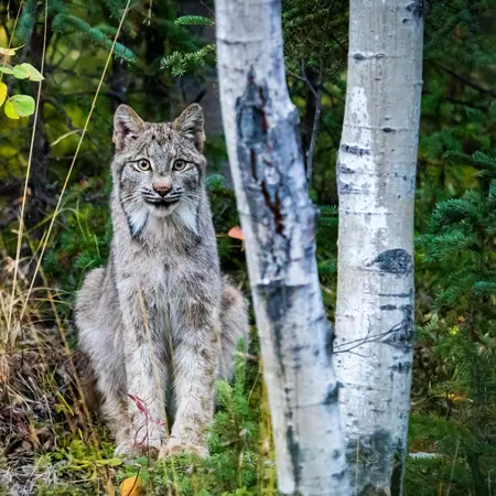 Lynx, Denali National Park