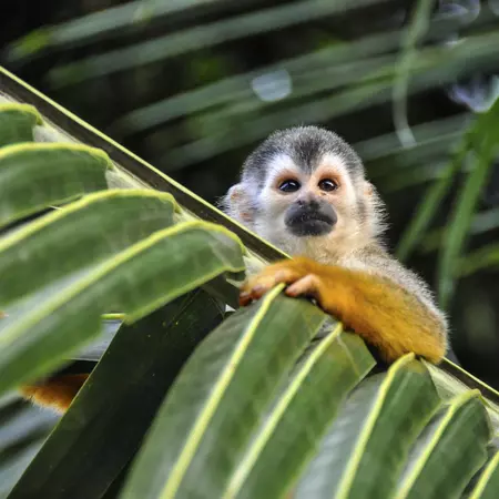 Squirrel Monkey
