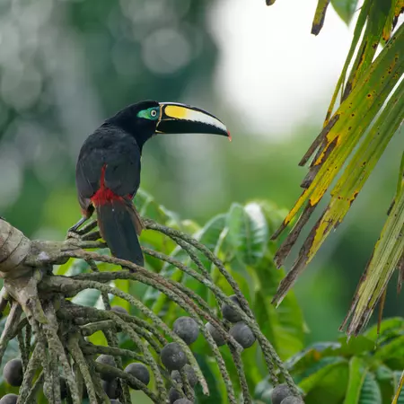 Many-banded Aracari