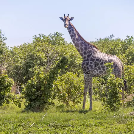 Masai giraffe, Okavango Delta