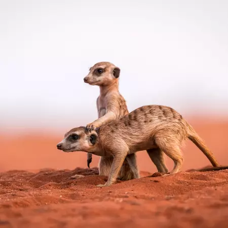 Meerkats