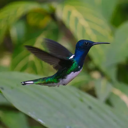 Mindo Cloud Forest