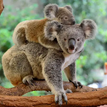 Mother koala with baby