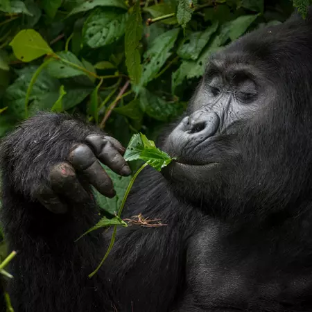 Mountain gorilla