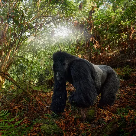 Adult Mountain Gorilla