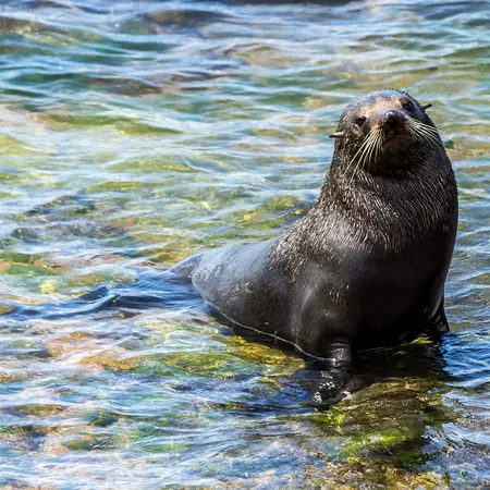 New Zealand Fur Seal