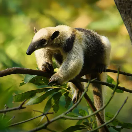 Northern Tamandua