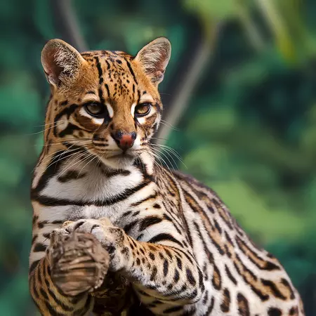 Discover the wildlife of the Amazon