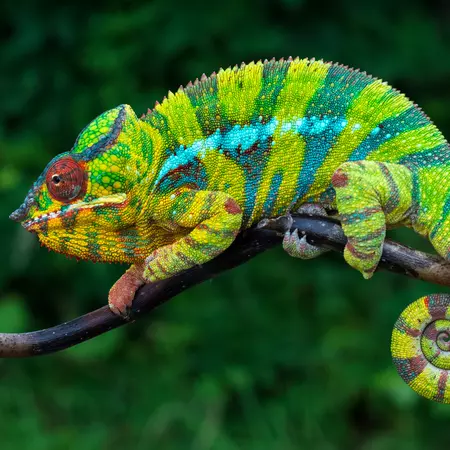 Panther chameleon