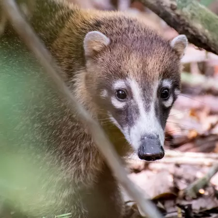 Parque Nacional Soberania - White-nosed Coati