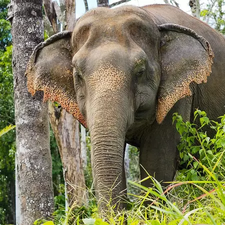 Phuket Elephant Sanctuary