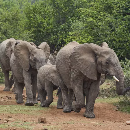 Pilanesberg National Park