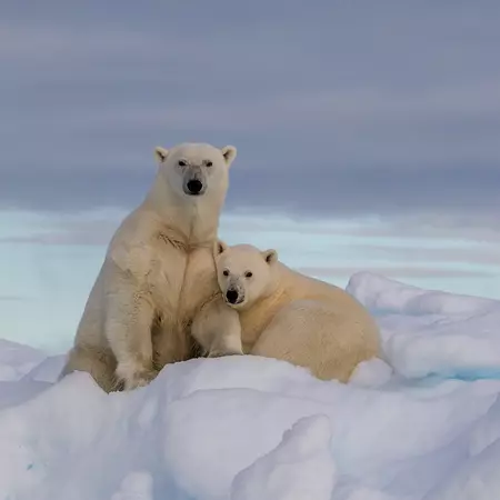 Polar Bear with her cub