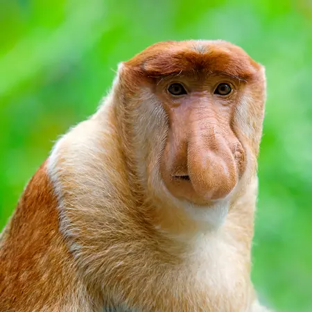 Proboscis Monkey, Brunei
