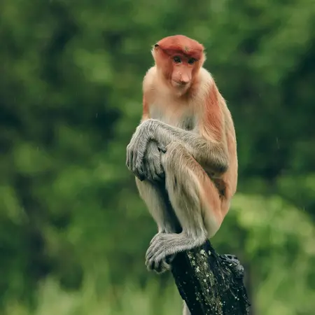 Proboscis monkey