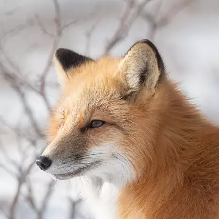 Red Fox, Churchill, Manitoba