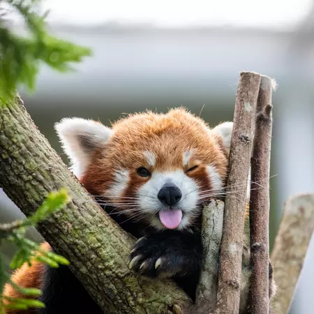 Red Panda