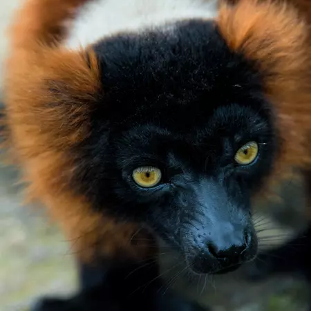 Red Ruffed Lemur