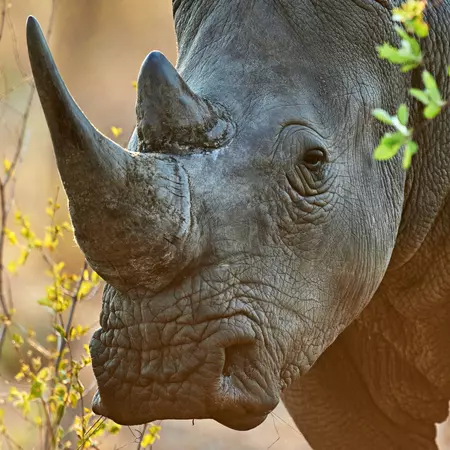 Rhino foraging in the Ngorongoro Carter