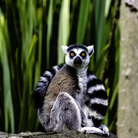 Ring-tailed lemur