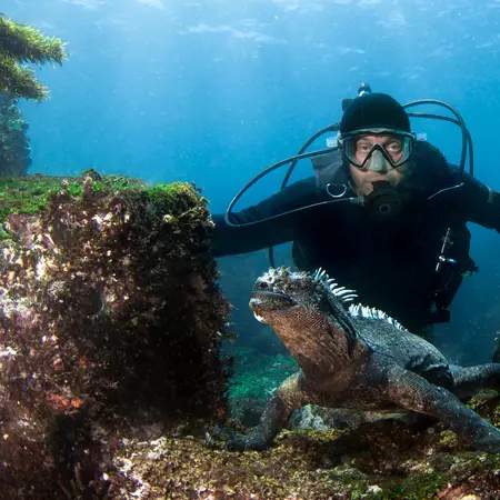 Scuba diver observing Marine Iguana
