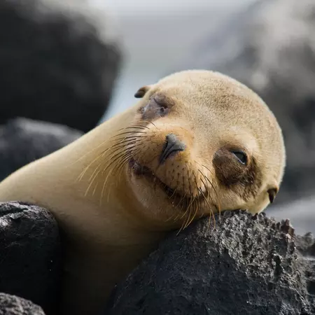 Sea Lion, Galapagos