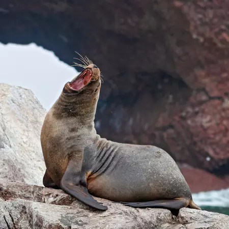 Sea lions on the rock , Ballestas islands, Peru