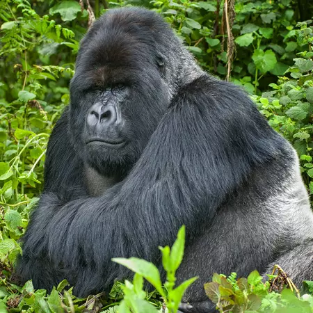 Silverback Mountain Gorilla