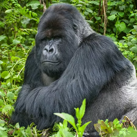 Silverback Mountain Gorilla