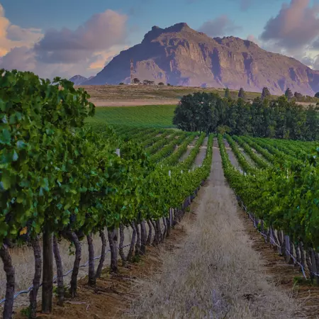 Stellenbosch