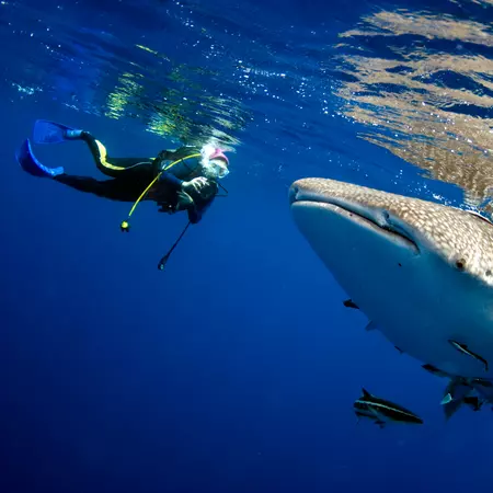 Snorkelling with the Whale Sharks