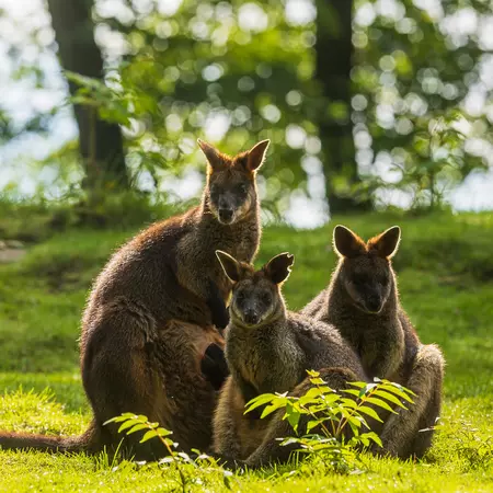 Swamp wallaby