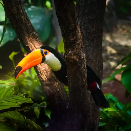 A toucan in the Amazon Rainforest