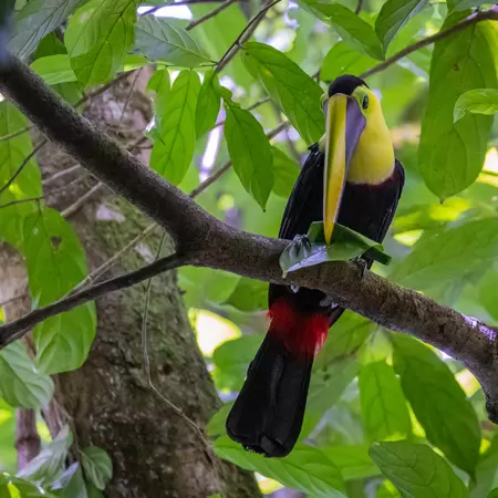 Manuel Antonio, Costa Rica