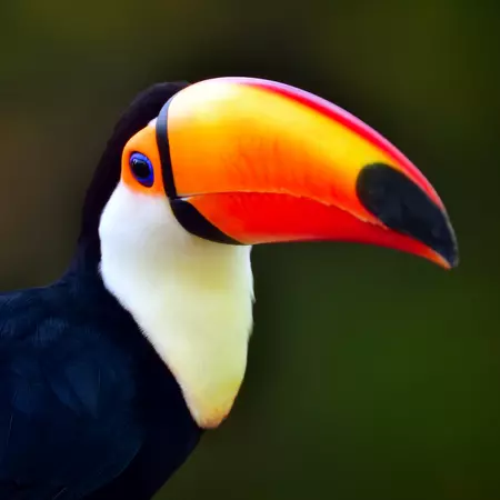 Toucan