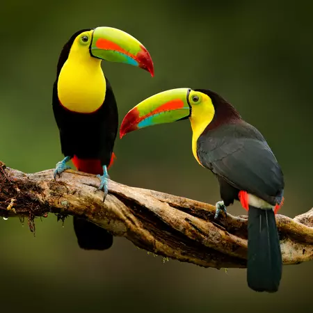 Toucans, Costa Rica