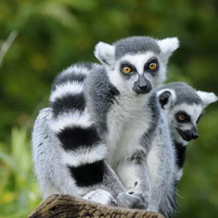 Ring-tailed lemur