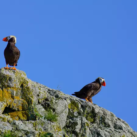 Two wild Tufted Puffins on cliff in Prince William Sound