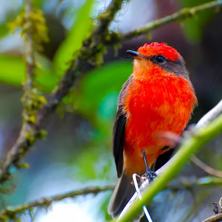 Vermilion Flycatcher, Galapagos