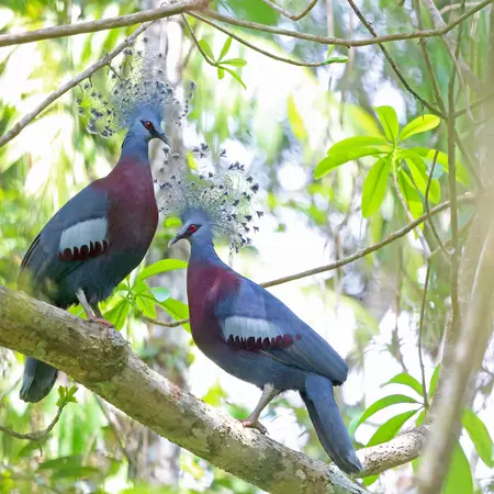 Victoria Crowned Pigeons